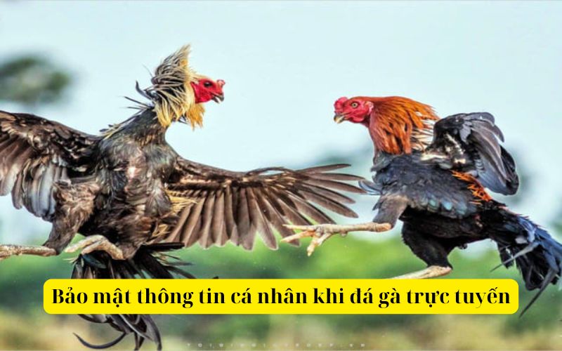Bảo mật thông tin cá nhân khi đá gà trực tuyến