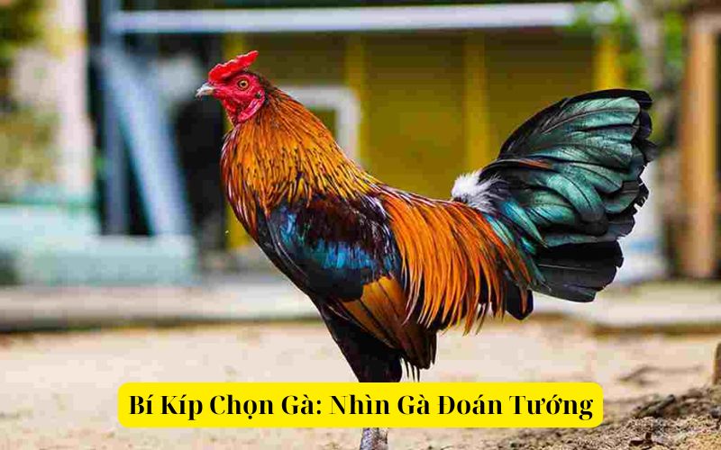 Bí Kíp Chọn Gà Nhìn Gà Đoán Tướng