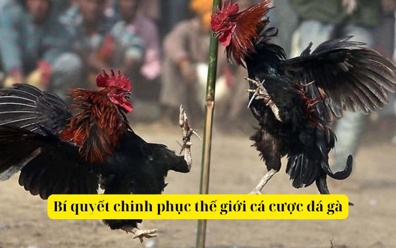 Bí quyết chinh phục thế giới cá cược đá gà