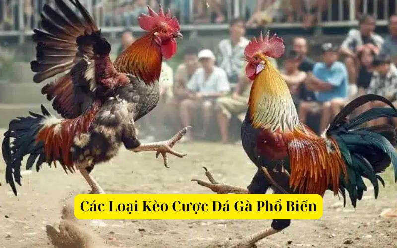 Các Loại Kèo Cược Đá Gà Phổ Biến