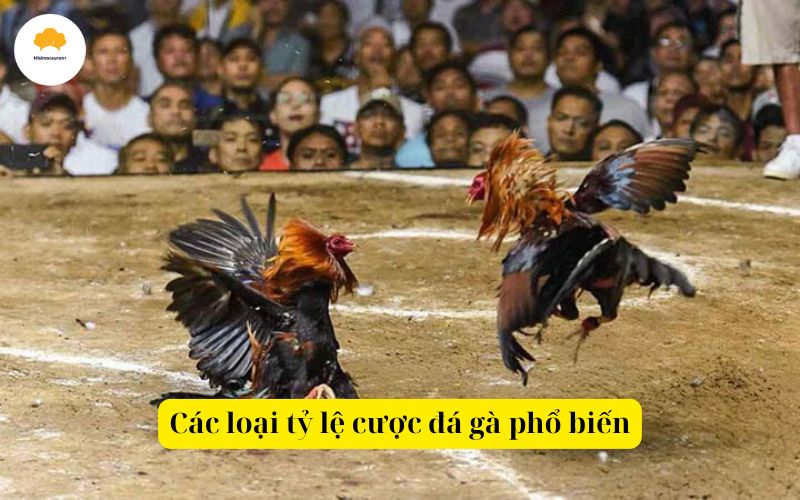 Các loại tỷ lệ cược đá gà phổ biến