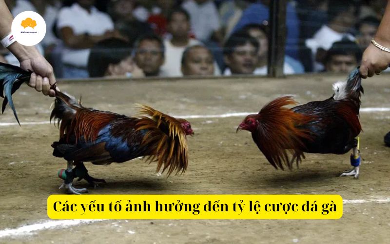 Các yếu tố ảnh hưởng đến tỷ lệ cược đá gà