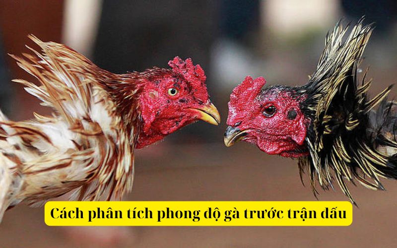 Cách phân tích phong độ gà trước trận đấu