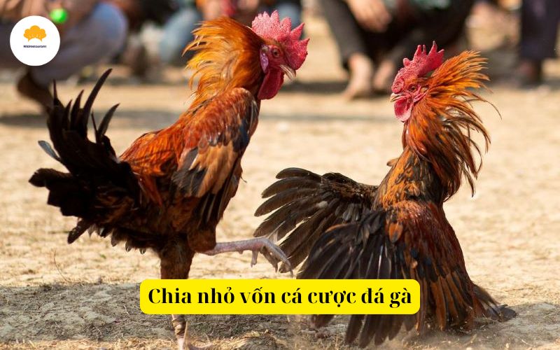 Chia nhỏ vốn cá cược đá gà