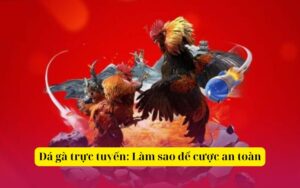 Đá gà trực tuyến Làm sao để cược an toàn