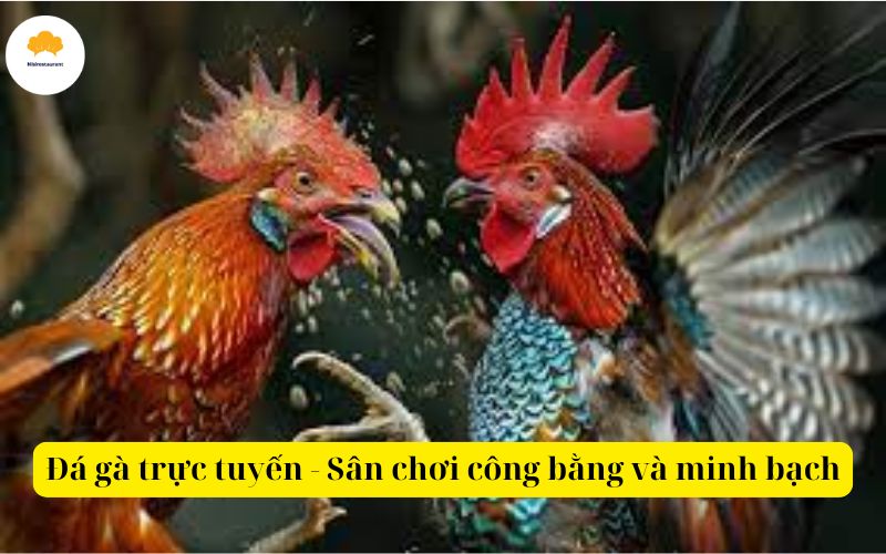 Đá gà trực tuyến - Sân chơi công bằng và minh bạch