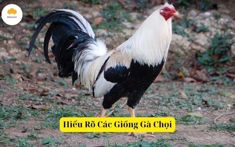Hiểu Rõ Các Giống Gà Chọi