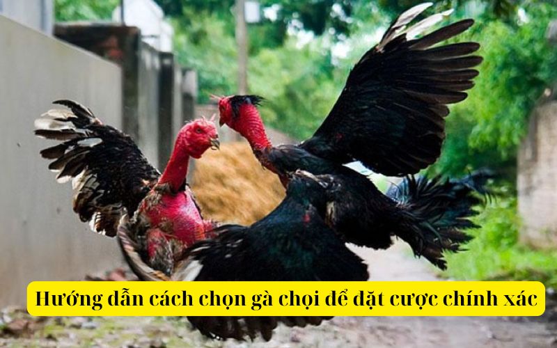 Hướng dẫn cách chọn gà chọi để đặt cược chính xác