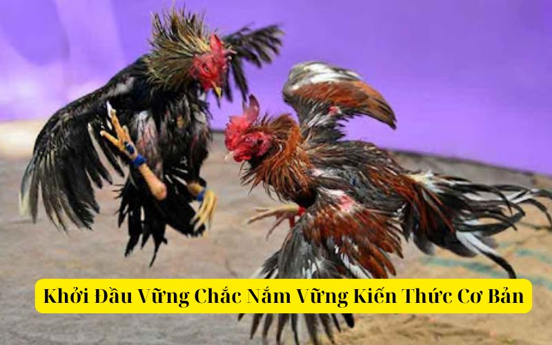 Khởi Đầu Vững Chắc Nắm Vững Kiến Thức Cơ Bản