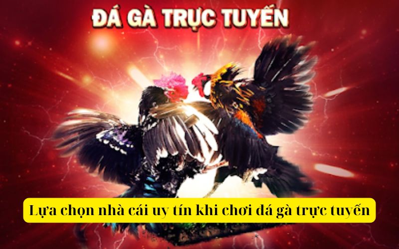 Lựa chọn nhà cái uy tín khi chơi đá gà trực tuyến
