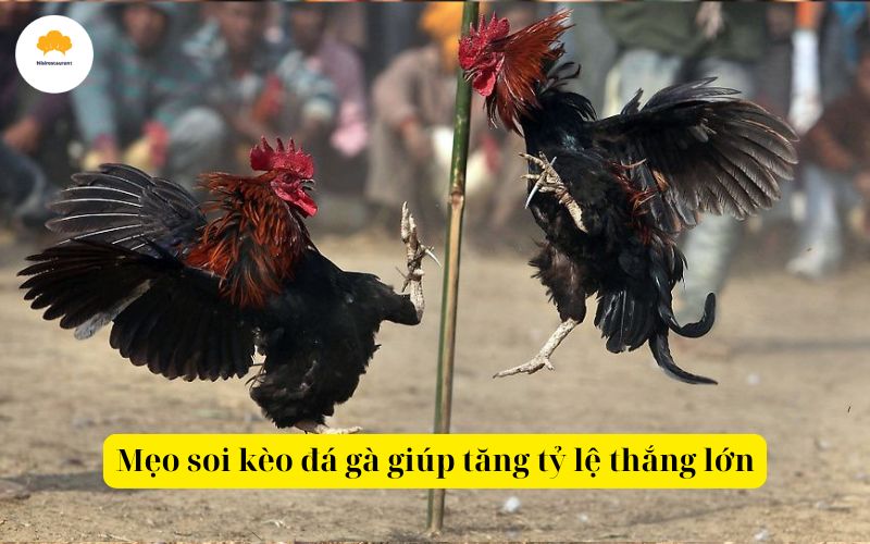 Mẹo soi kèo đá gà giúp tăng tỷ lệ thắng lớn