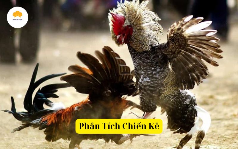 Phân Tích Chiến Kê