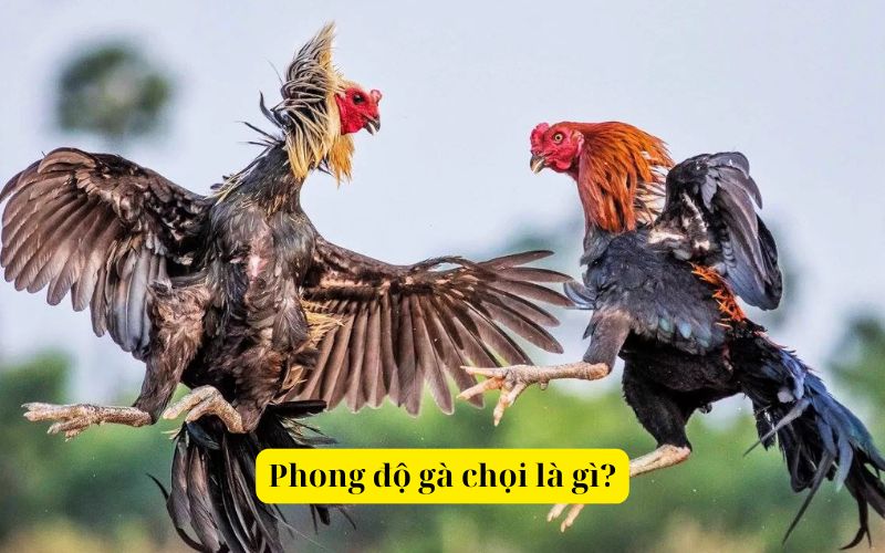 Phong độ gà chọi là gì