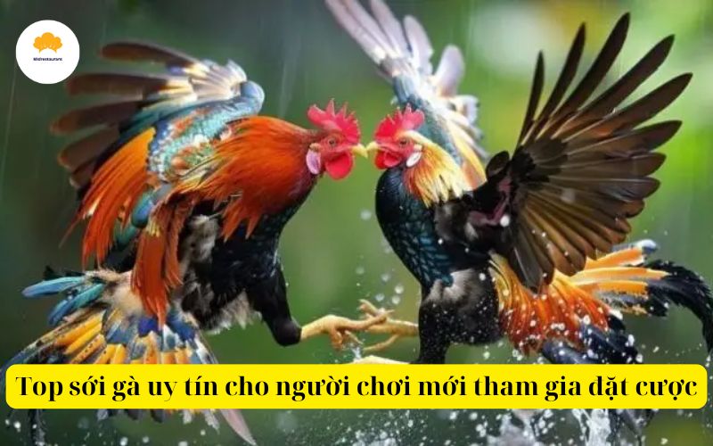 Top sới gà uy tín cho người chơi mới tham gia đặt cược