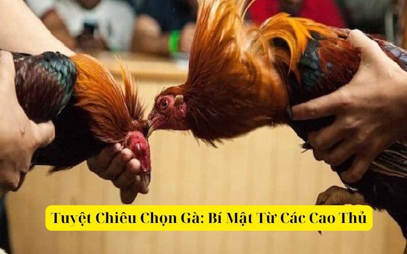 Tuyệt Chiêu Chọn Gà Bí Mật Từ Các Cao Thủ