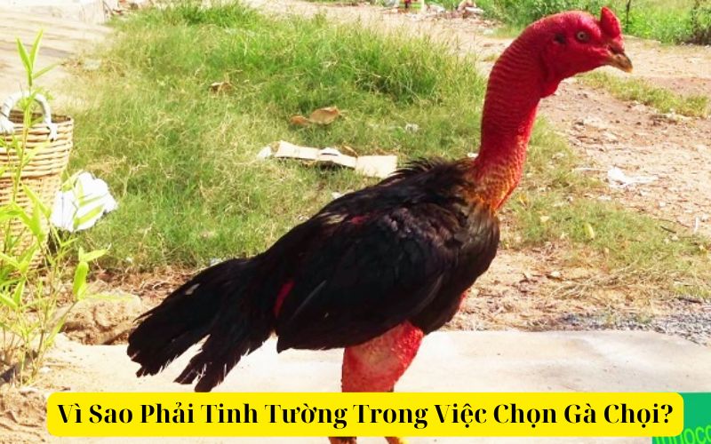 Vì Sao Phải Tinh Tường Trong Việc Chọn Gà Chọi