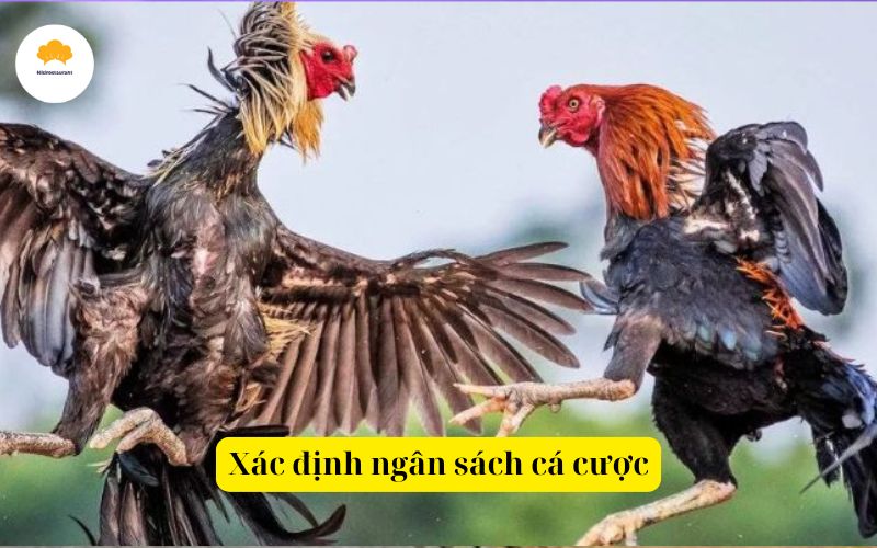 Xác định ngân sách cá cược đá gà