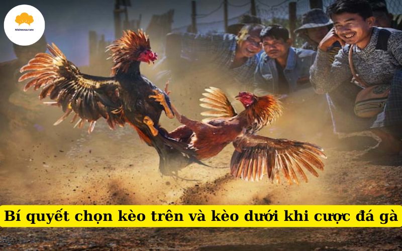 Bí quyết chọn kèo trên và kèo dưới khi cược đá gà