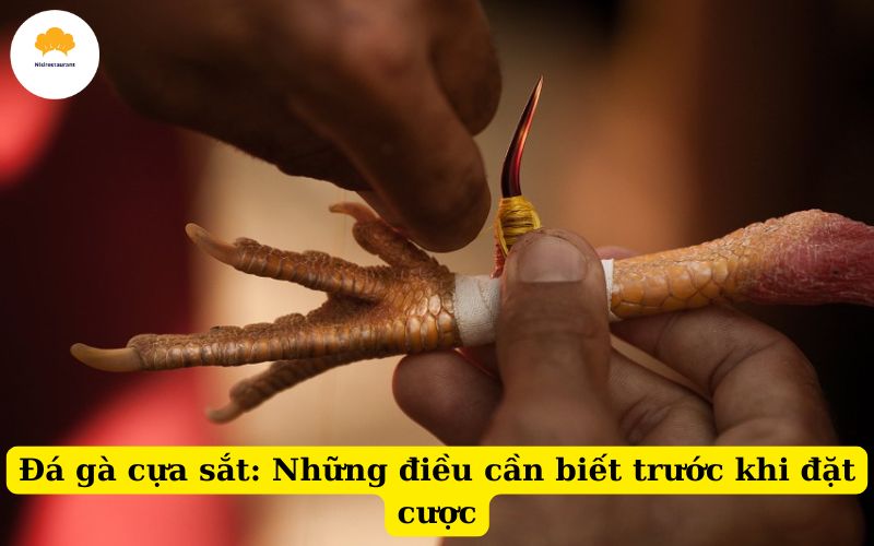 Đá gà cựa sắt Những điều cần biết trước khi đặt cược