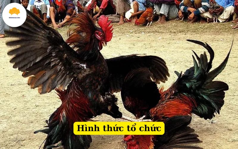 Hình thức tổ chức