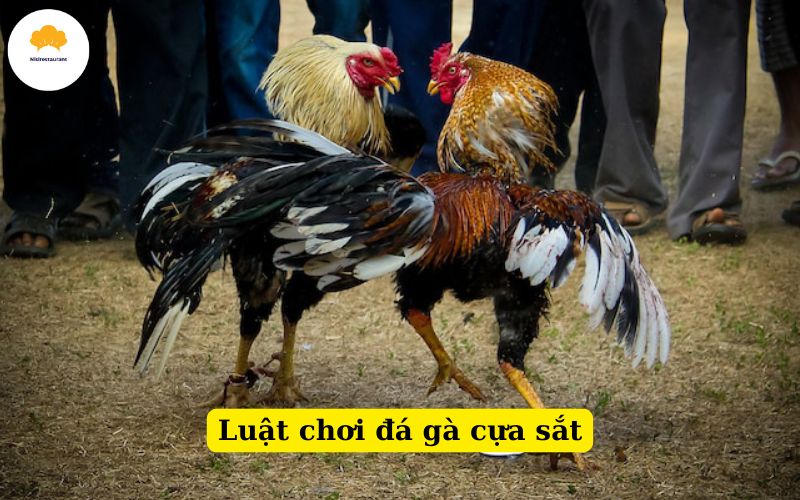 Luật chơi đá gà cựa sắt