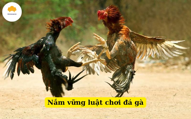 Nắm vững luật chơi đá gà