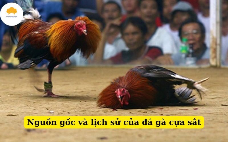 Nguồn gốc và lịch sử của đá gà cựa sắt