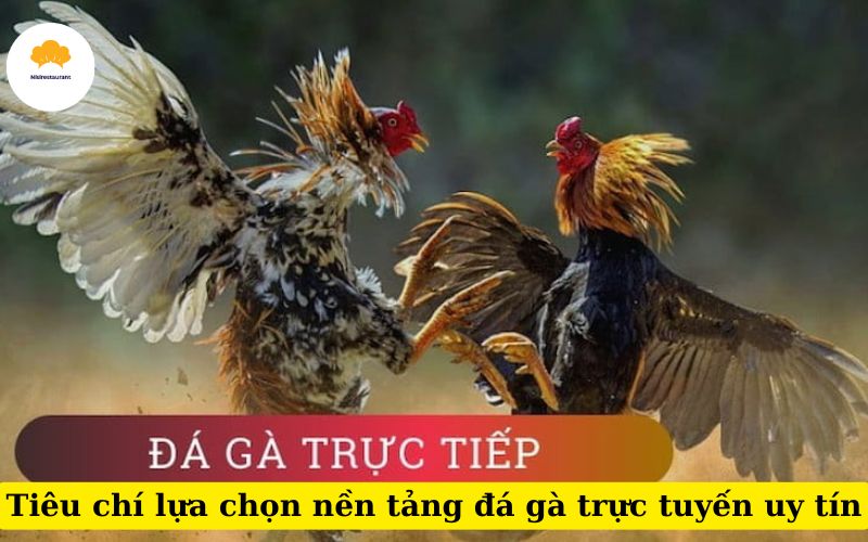 Tiêu chí lựa chọn nền tảng đá gà trực tuyến uy tín