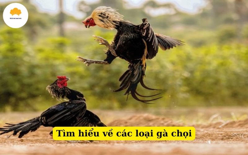 Tìm hiểu các loại gà chọi