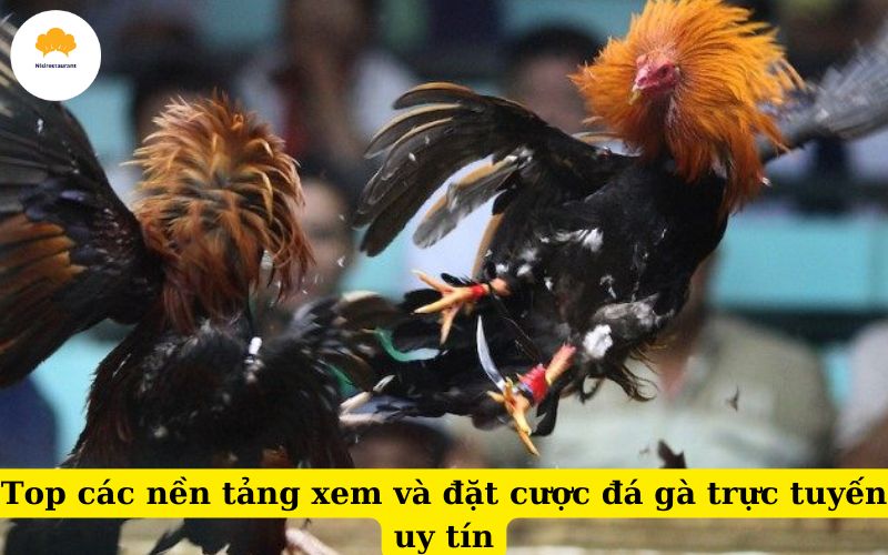 Top các nền tảng xem và đặt cược đá gà trực tuyến uy tín