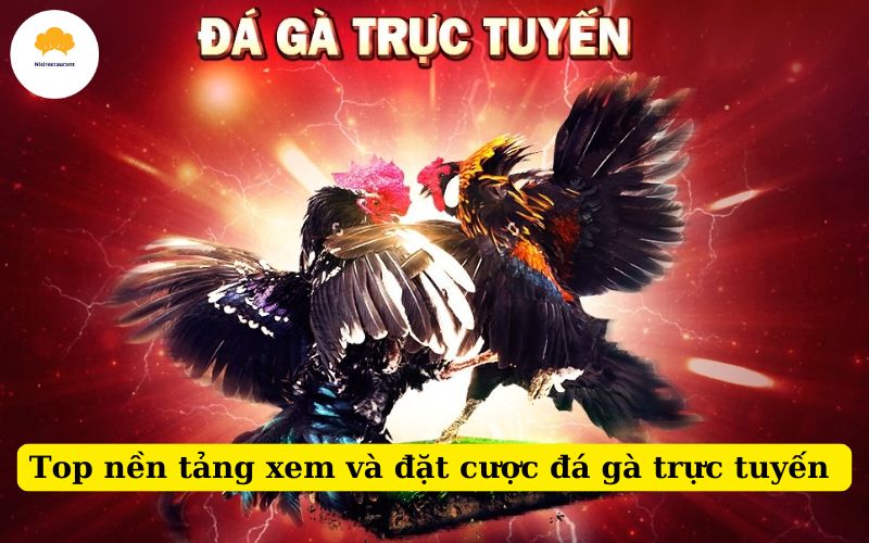 Top nền tảng xem và đặt cược đá gà trực tuyến