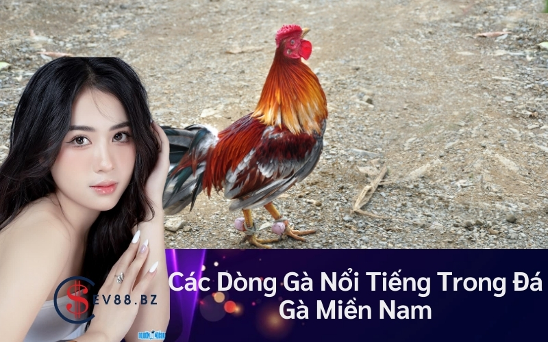 Các Dòng Gà Nổi Tiếng Trong Đá Gà Miền Nam