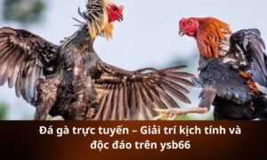 Đá gà trực tuyến – Giải trí kịch tính và độc đáo trên ysb66