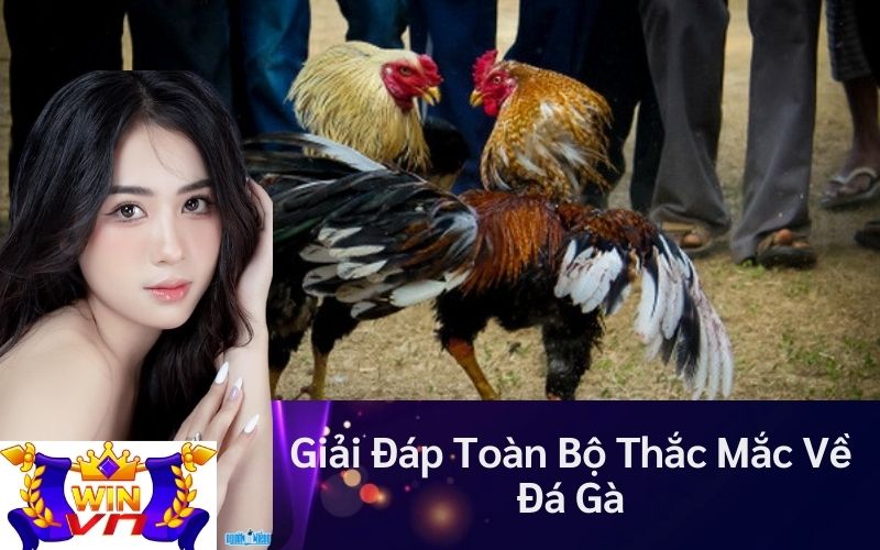 Giải Đáp Toàn Bộ Thắc Mắc Về Đá Gà