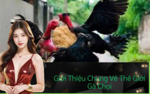 Giới Thiệu Chung Về Thế Giới Gà Chọi