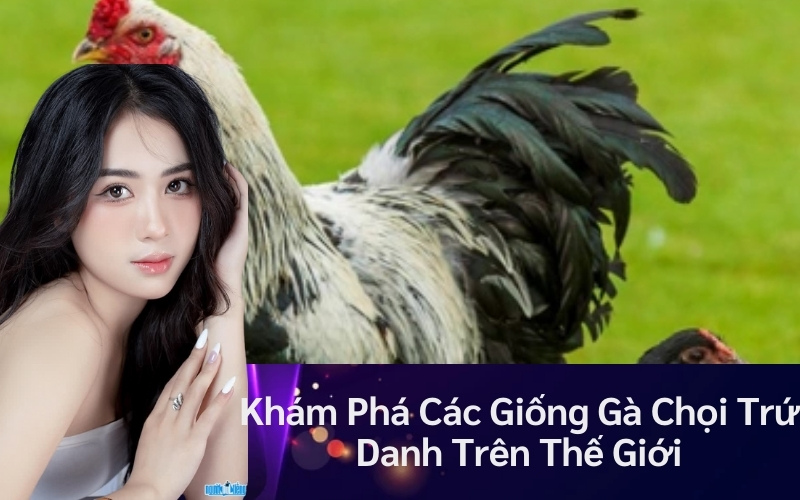 Khám Phá Các Giống Gà Chọi Trứ Danh Trên Thế Giới