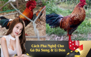 Cách Pha Nghệ Cho Gà Đá Sung & Lì Đòn