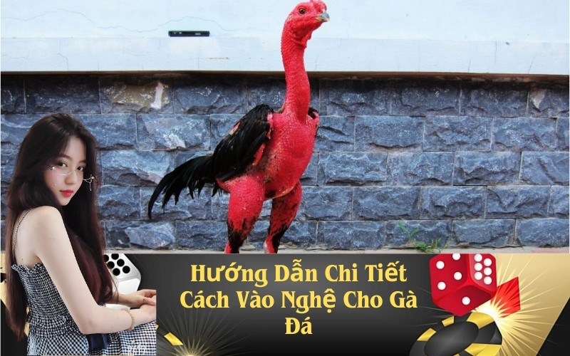 Hướng Dẫn Chi Tiết Cách Vào Nghệ Cho Gà Đá