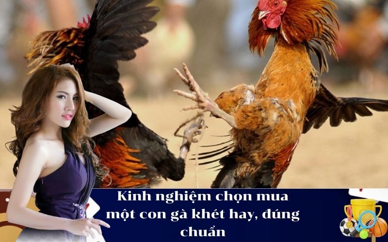 Kinh nghiệm chọn mua một con gà khét hay, đúng chuẩn