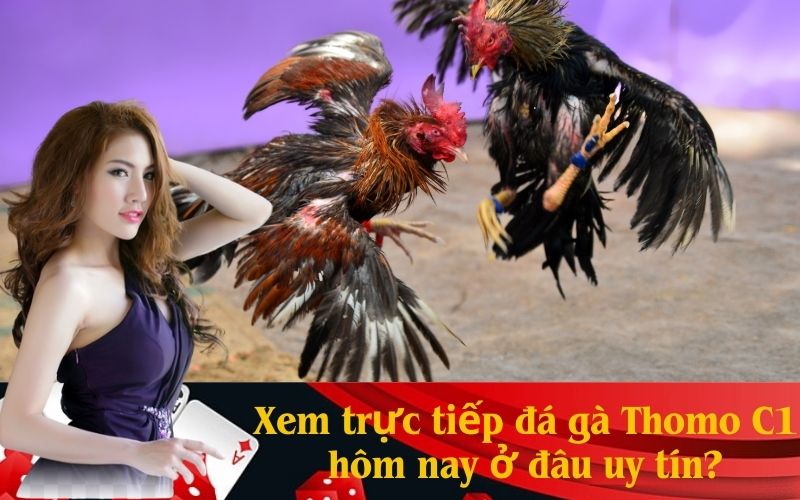 Xem trực tiếp đá gà Thomo C1 hôm nay ở đâu uy tín?