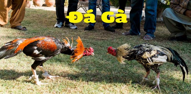 đá ăn 7 là gì 